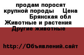 продам поросят крупной породы! › Цена ­ 4 000 - Брянская обл. Животные и растения » Другие животные   